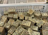 Handling Mame Puzzle Boxes